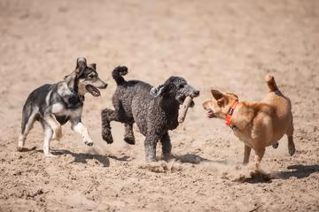 Flying Cloud Drive Dog Park